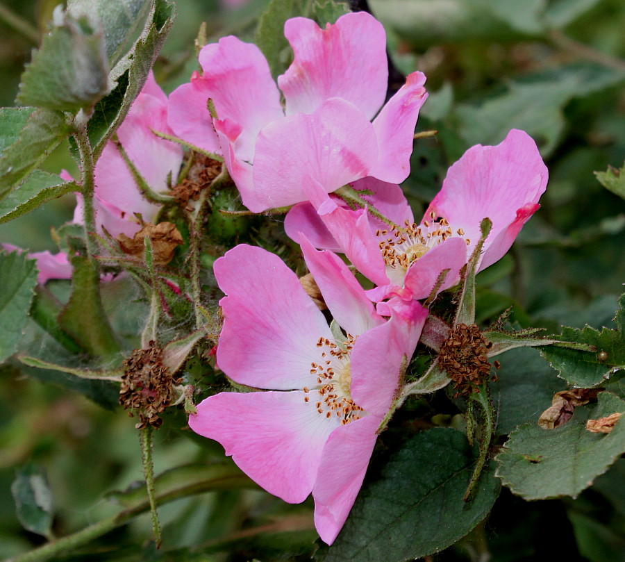 Изображение особи Rosa villosa.