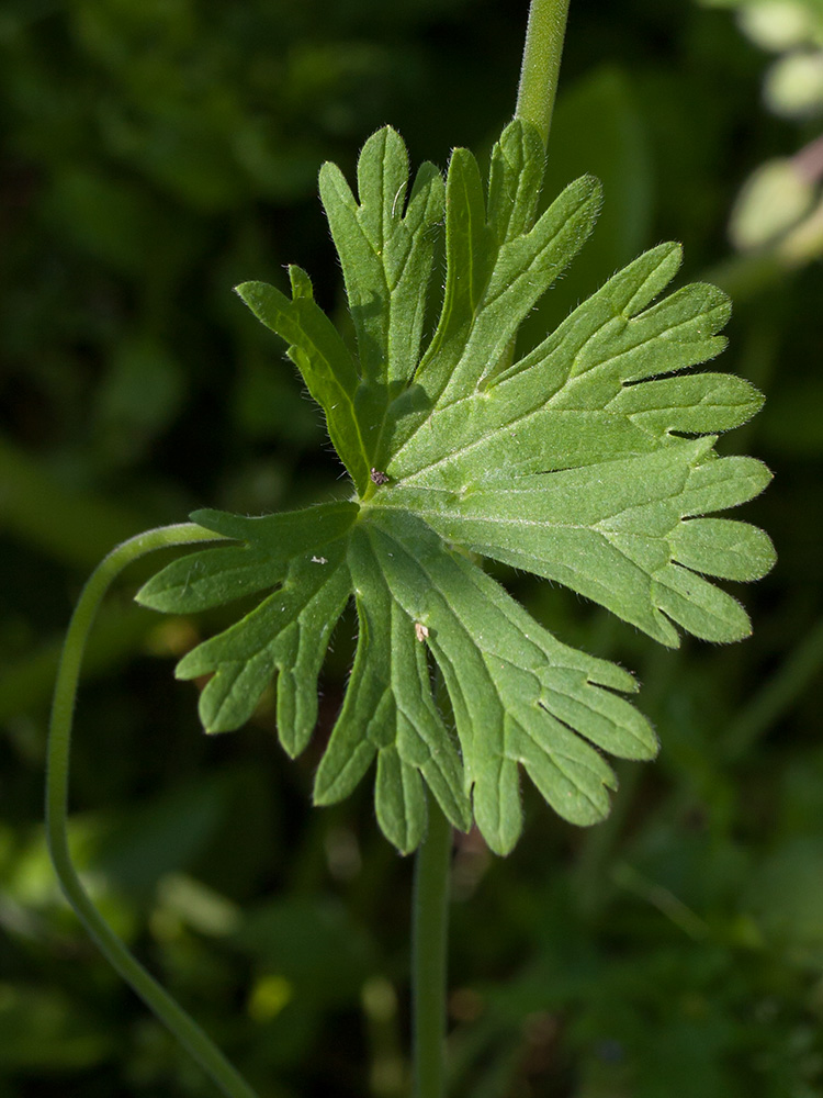 Image of Geranium pusillum specimen.
