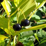 Disporum smilacinum