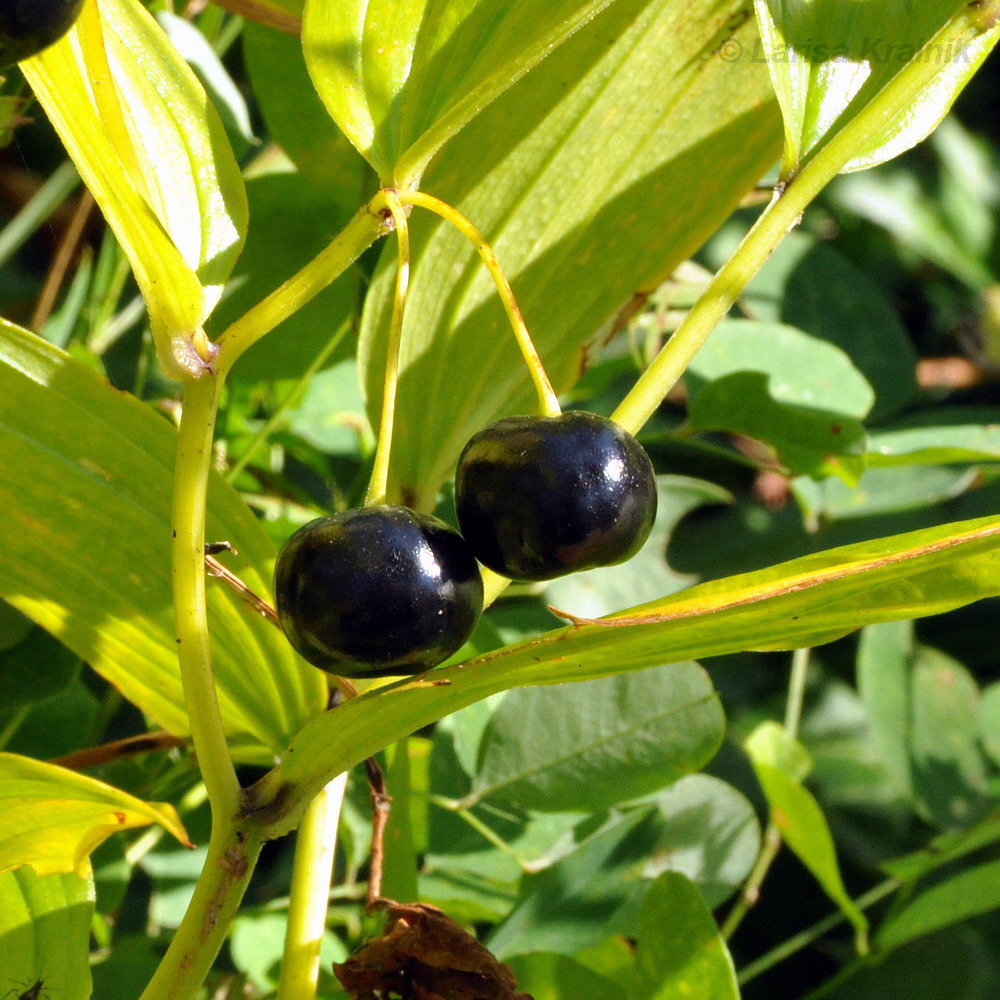 Изображение особи Disporum smilacinum.