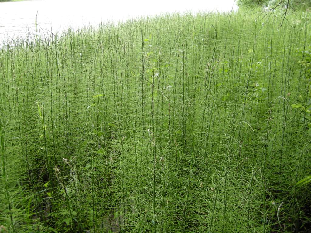 Image of Equisetum fluviatile specimen.