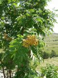 Sorbus aucuparia. Ветвь с незрелыми плодами. Крым, яйла Бабуган. 27 июля 2009 г.