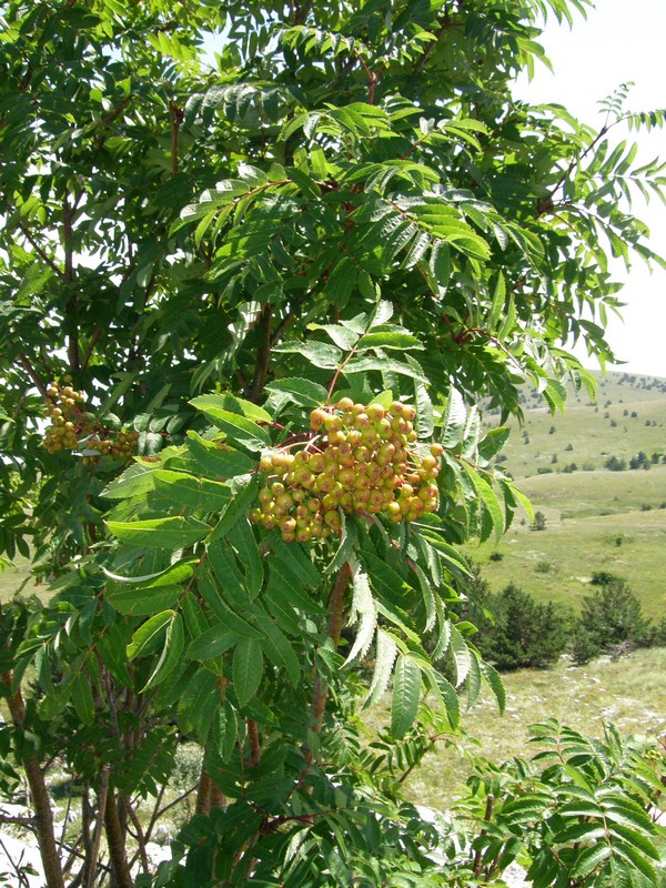 Изображение особи Sorbus aucuparia.