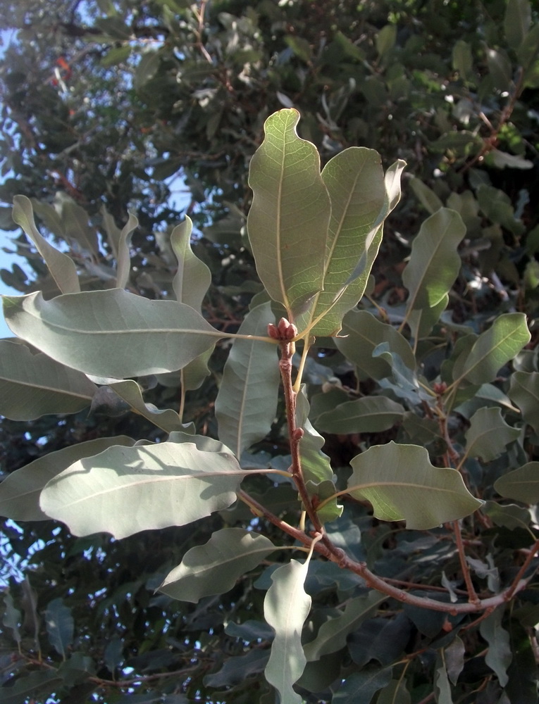 Изображение особи род Quercus.