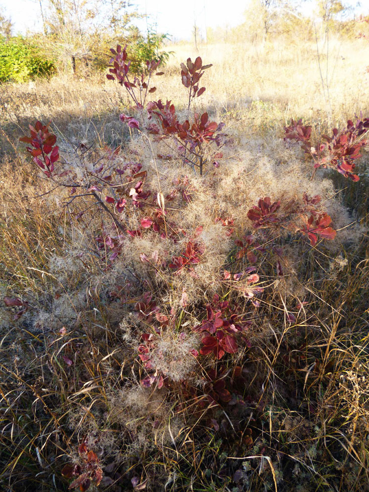 Изображение особи Cotinus coggygria.