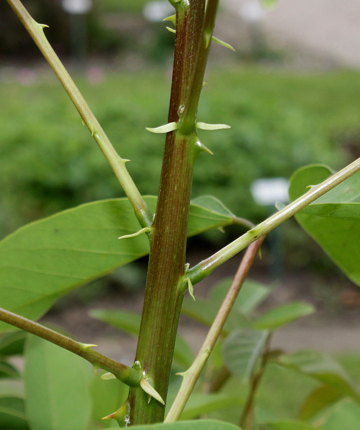 Image of Erythrina crista-galli specimen.