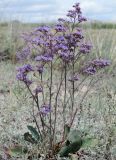 Limonium gmelinii. Цветущее растение в галоксерофитнокустарничковой группировке. Казахстан, Павлодарская обл., 3 км восточнее с. Ямышевское на правом берегу Иртыша, северный берег Солёного Ямышевского озера; автоморфный галофильнозлаково-полынно-обионовый солончак по кромке чиёвника у вершины борта озёрной котловины. 9 августа 2012 г.