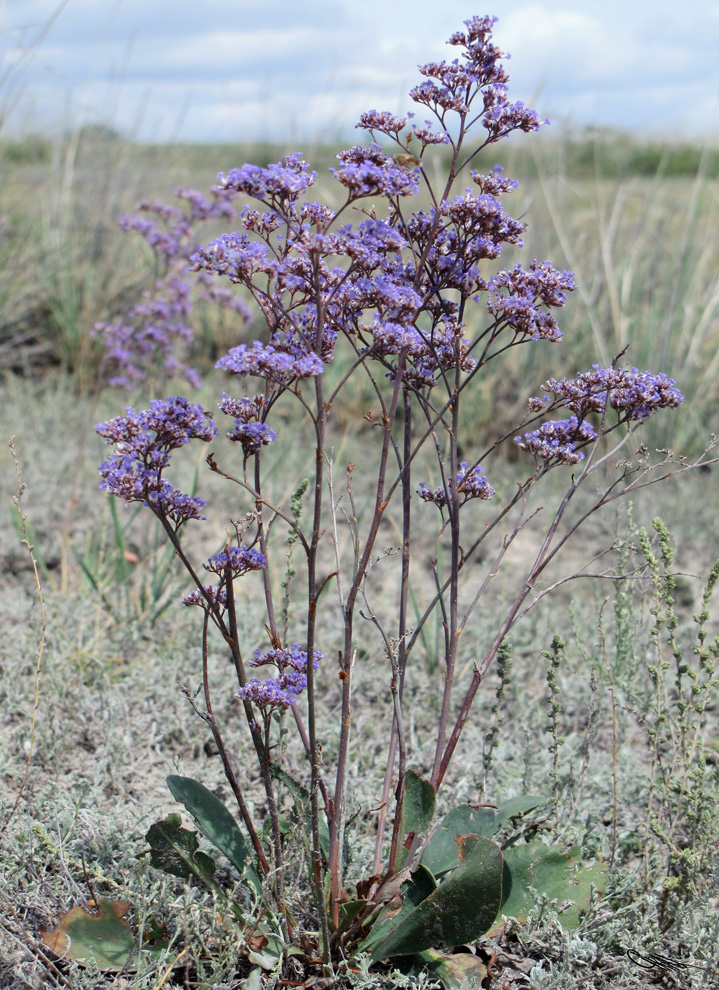 Изображение особи Limonium gmelinii.