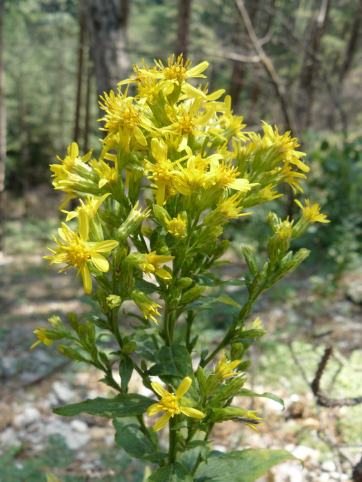 Image of Solidago virgaurea ssp. taurica specimen.