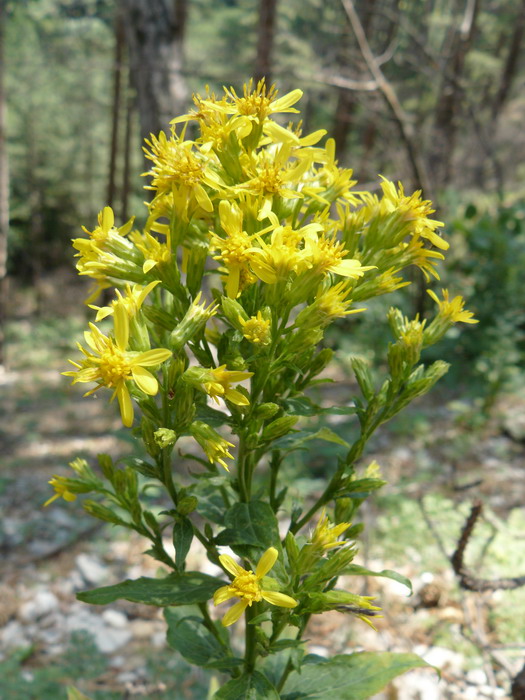 Изображение особи Solidago virgaurea ssp. taurica.