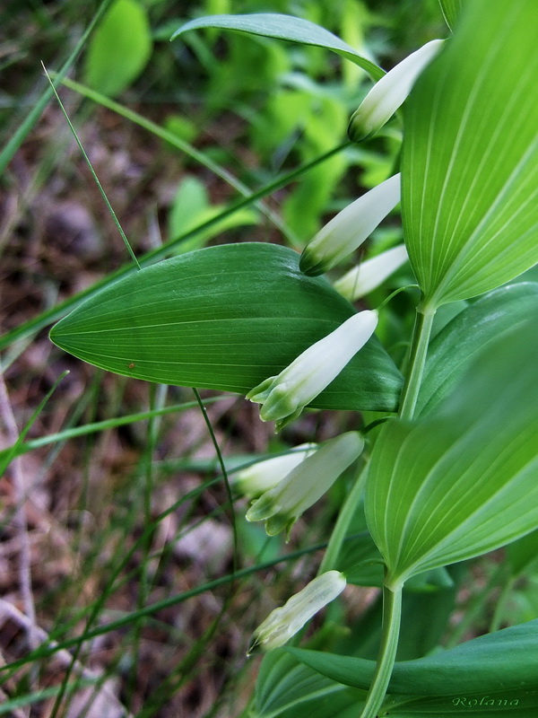 Image of Polygonatum odoratum specimen.