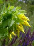 Cerinthe minor