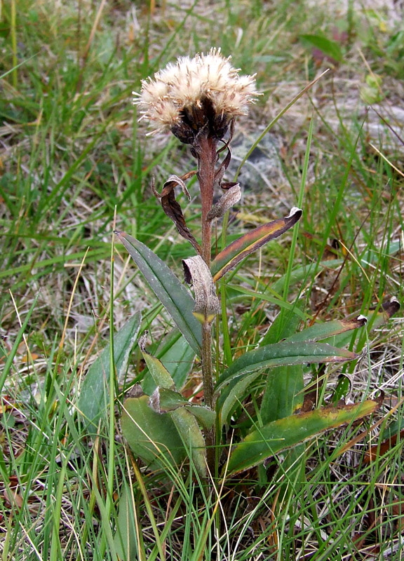 Изображение особи Saussurea alpina.