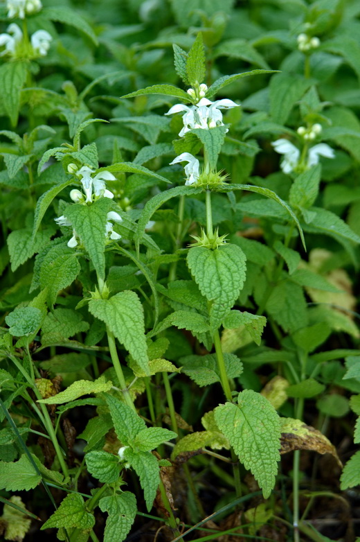 Image of Lamium album ssp. orientale specimen.