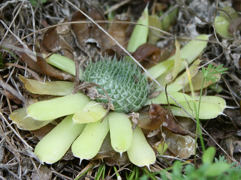 Image of Orostachys spinosa specimen.