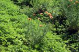 Papaver laevigatum