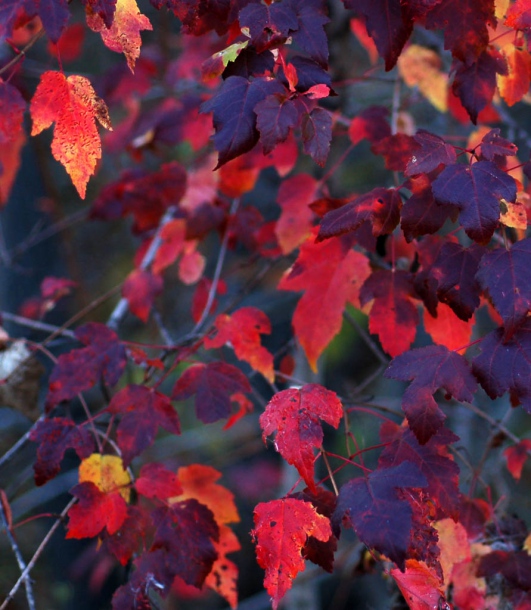 Image of Acer ginnala specimen.