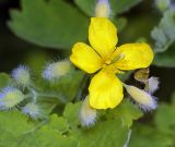 Chelidonium majus. Цветок и бутоны. Московская обл., Раменский р-н, окрестности д. Хрипань, дачный участок. 18.05.2009.