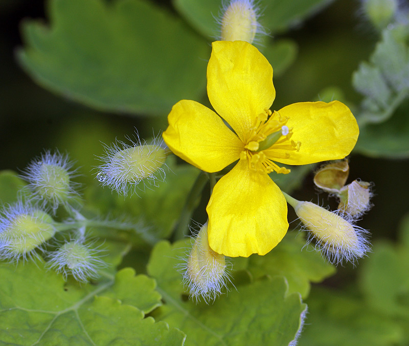 Изображение особи Chelidonium majus.