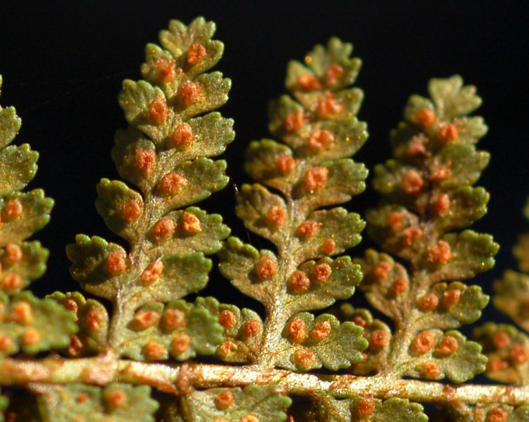 Image of Dryopteris fragrans specimen.