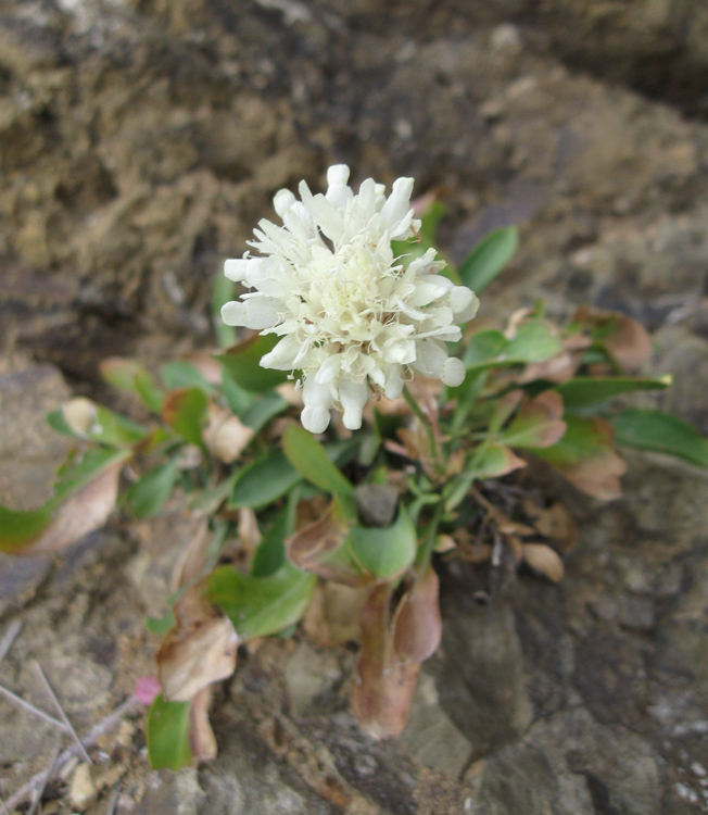 Изображение особи Cephalaria coriacea.