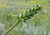 Adonis aestivalis
