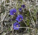Gentiana dshimilensis. Цветущее растение. Кабардино-Балкария, Эльбрусский р-н, гора Чегет, восточный склон. 21 мая 2008 г.