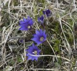 Gentiana dshimilensis. Цветущее растение. Приэльбрусье, восточный склон горы Чегет. 21 мая 2008 г.