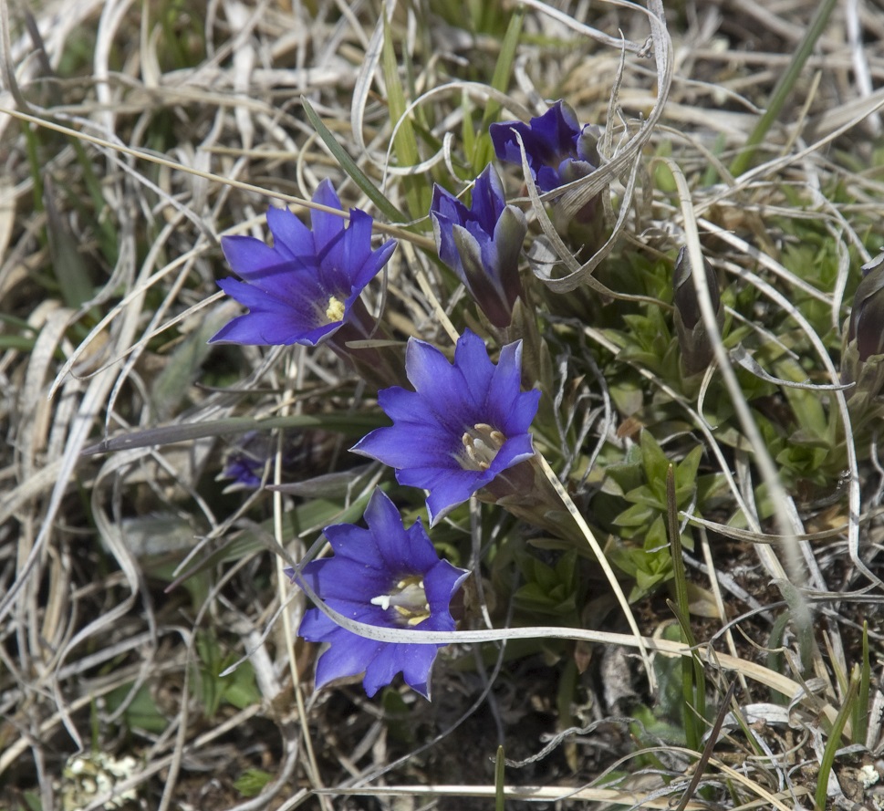 Image of Gentiana dshimilensis specimen.