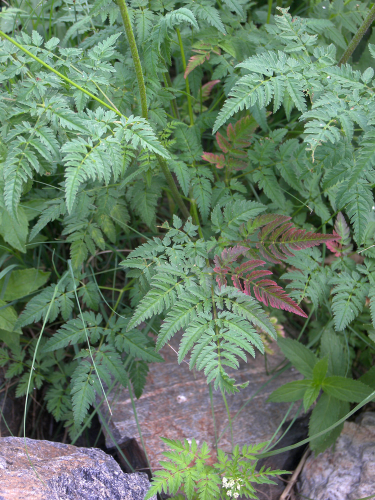 Image of Chaerophyllum aureum specimen.