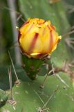 Opuntia monocantha