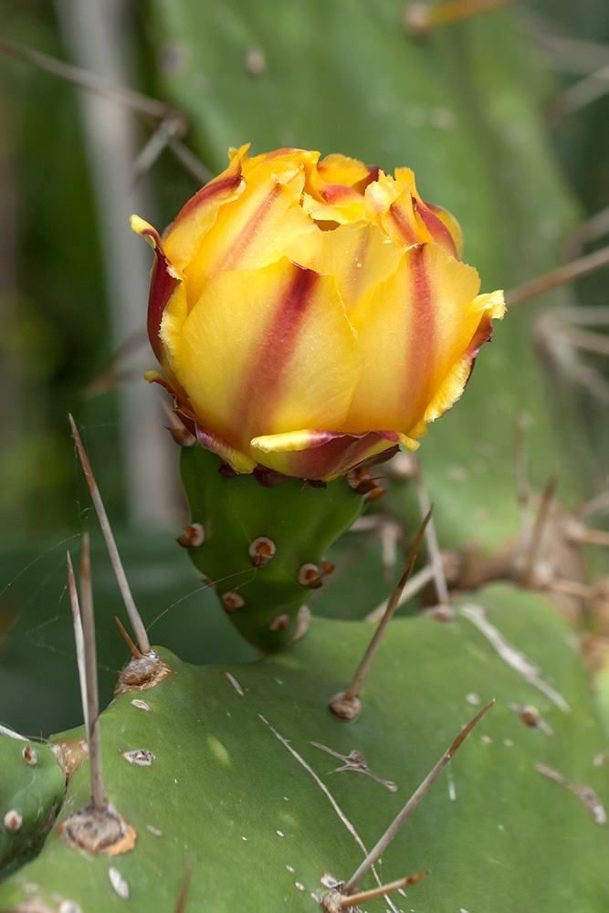 Изображение особи Opuntia monocantha.