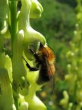 Aconitum barbatum. Часть соцветия с кормящимся шмелём. Иркутская обл., пос. Листвянка, берег оз. Байкал. 22.07.2014.