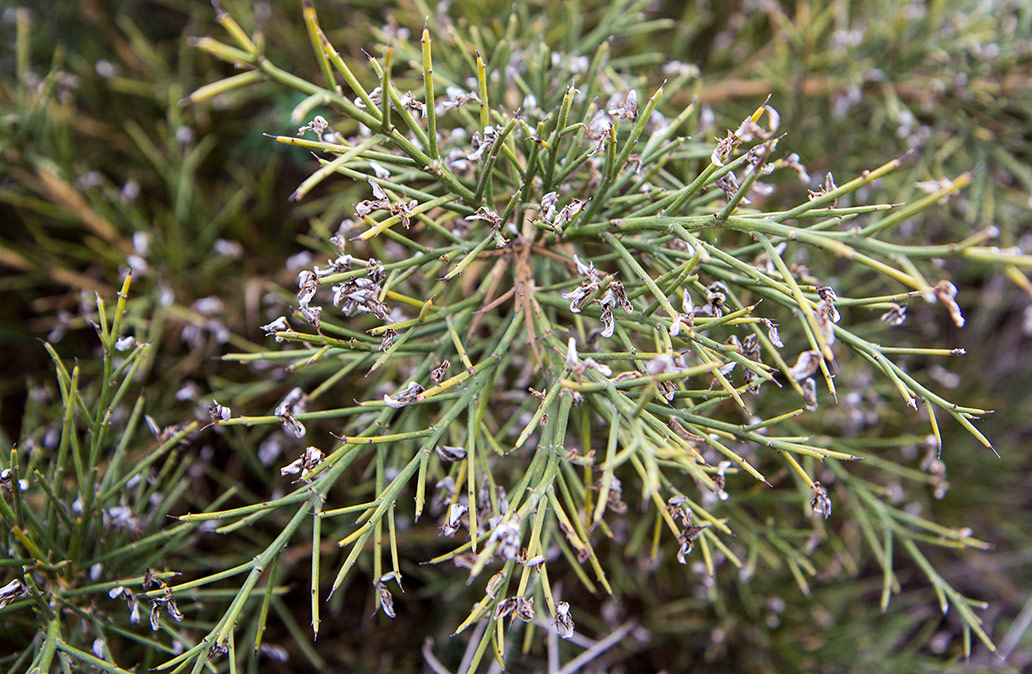 Image of Genista acanthoclada specimen.