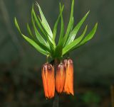 Fritillaria imperialis. Верхушка расцветающего растения. Московская обл., Раменский р-н, окр. дер. Хрипань, садовый участок. 03.05.2015.