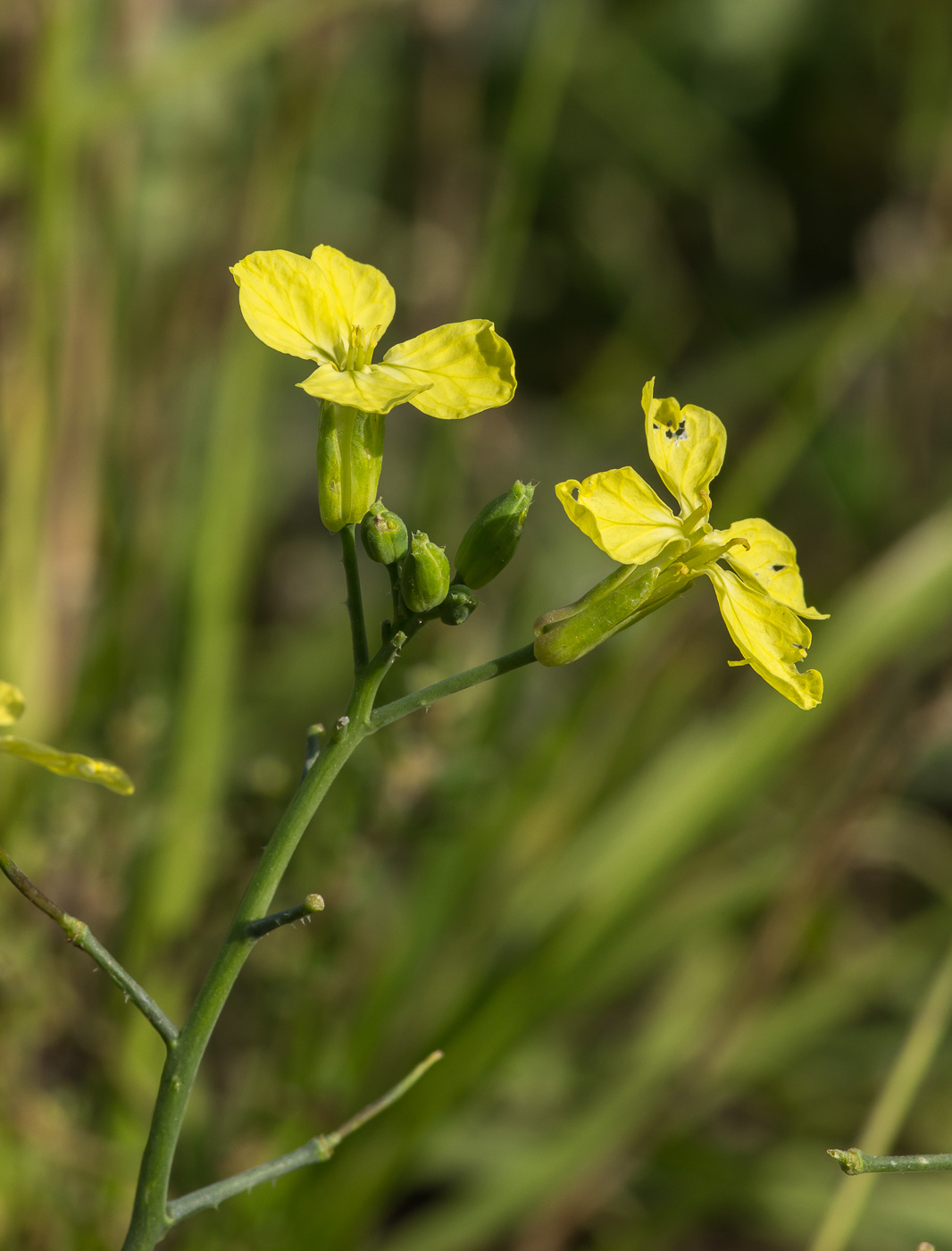 Редька дикая какая группа. Raphanus raphanistrum. Редька Дикая (Raphanus raphanistrum). Редька Дикая Плантариум. Редька Дикая пестик.