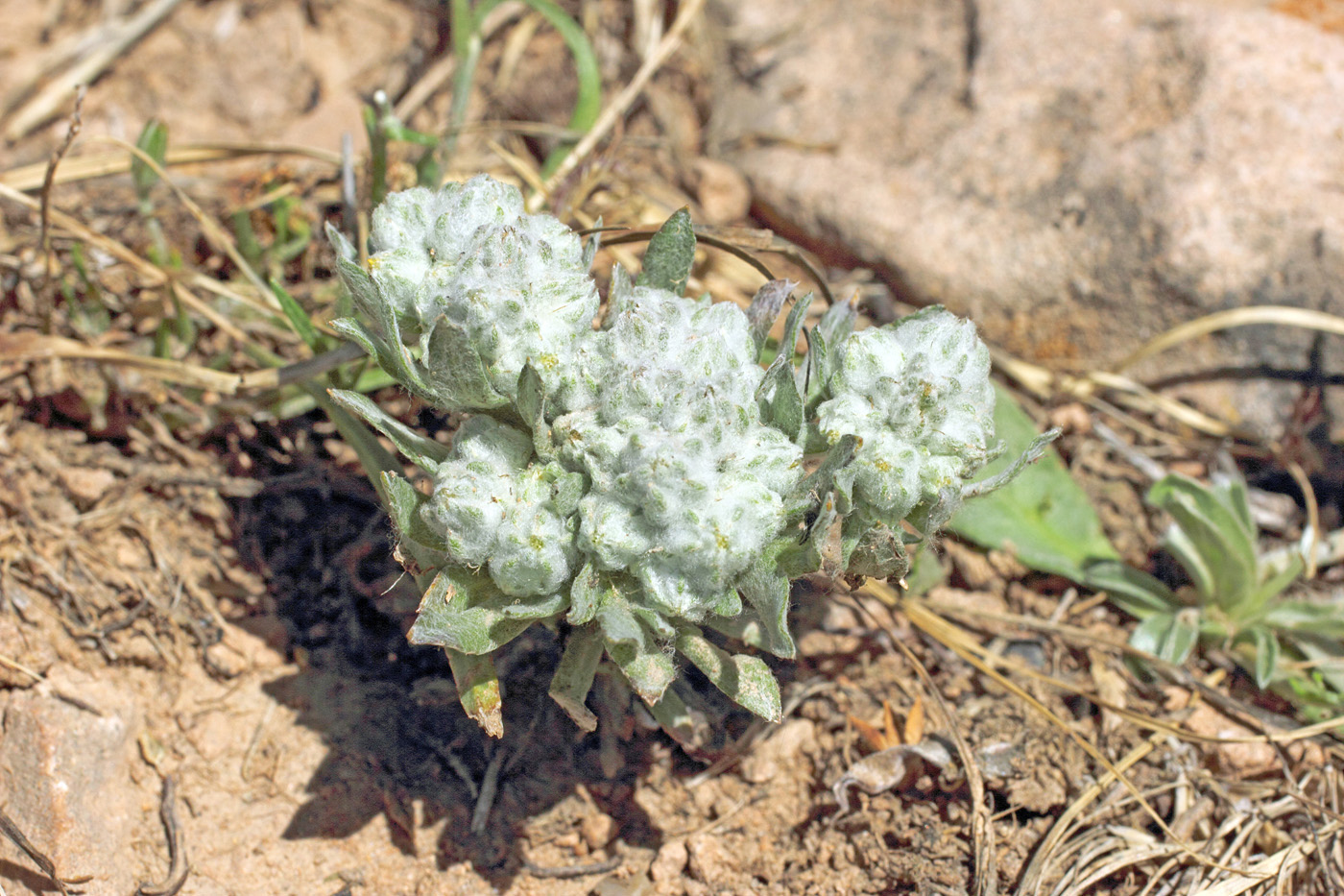 Image of Cymbolaena griffithii specimen.