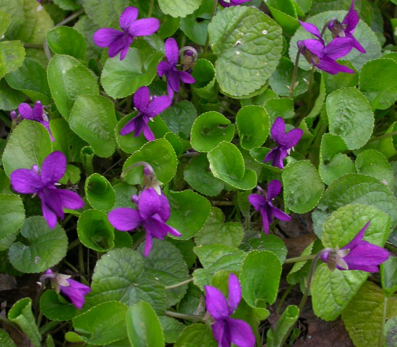 Image of Viola odorata specimen.