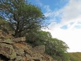 Ulmus macrocarpa