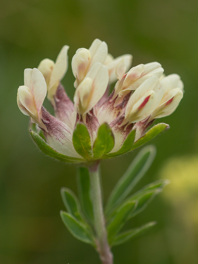 Изображение особи Anthyllis biebersteiniana.