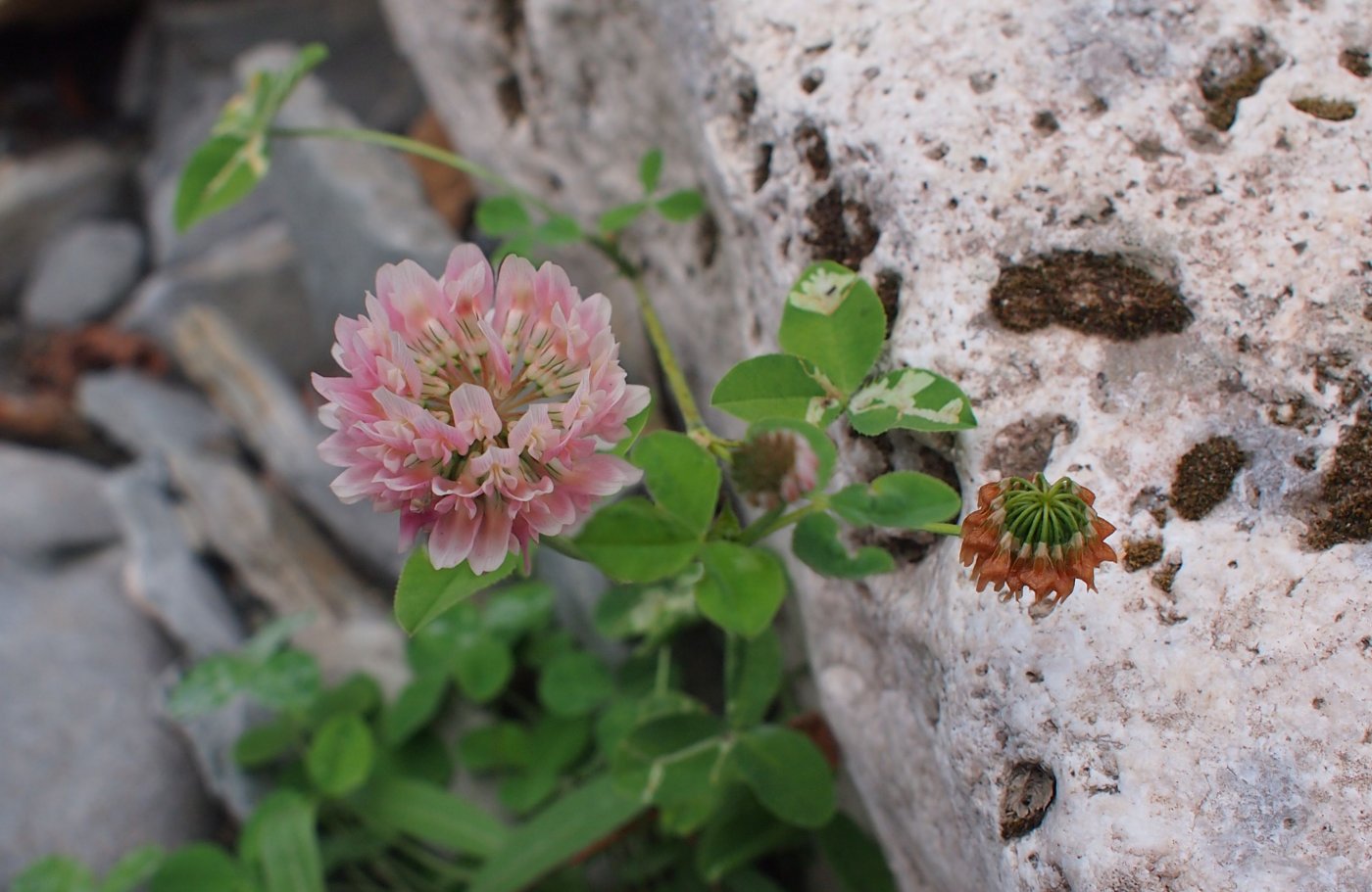 Изображение особи Trifolium hybridum.