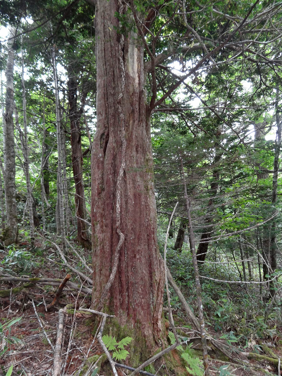 Image of Taxus cuspidata specimen.