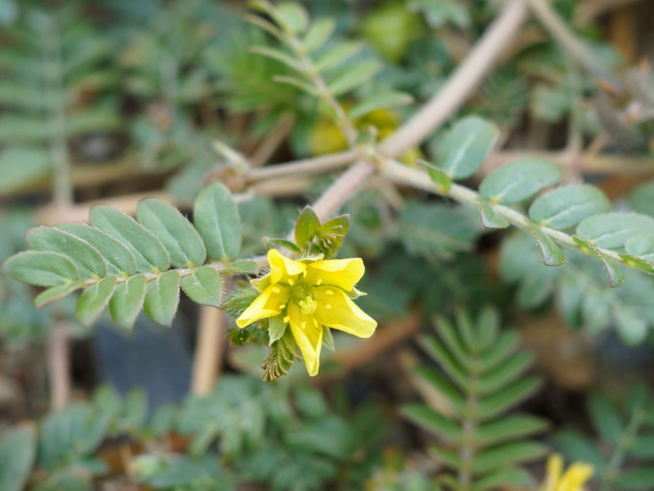 Изображение особи Tribulus terrestris.