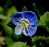 Veronica persica