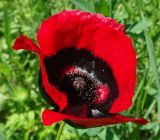 Papaver ocellatum