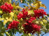 Viburnum opulus