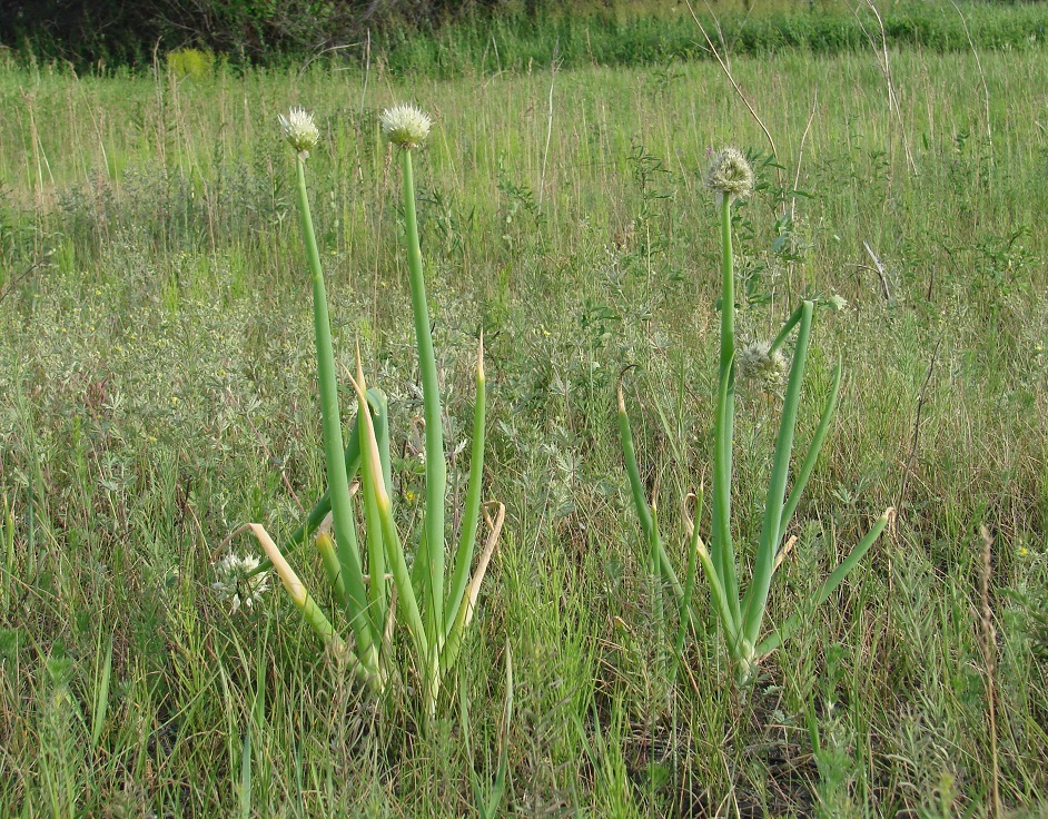 Изображение особи Allium fistulosum.