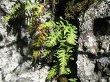 Polypodium vulgare