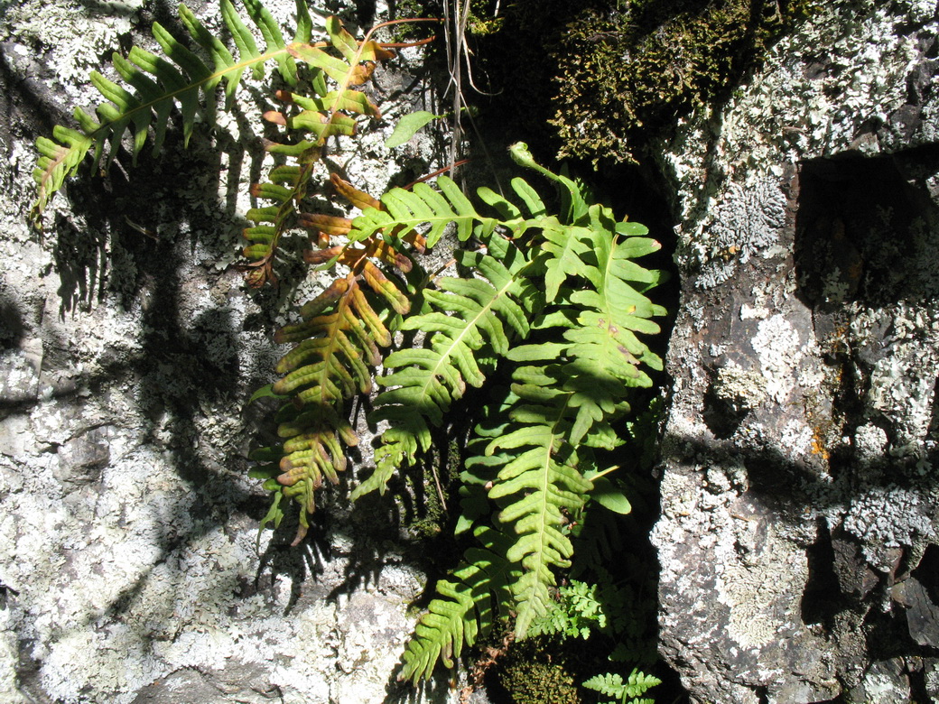 Изображение особи Polypodium vulgare.