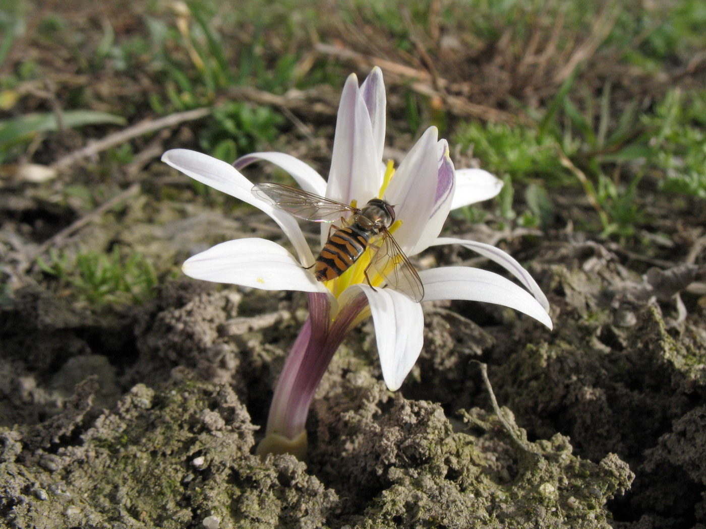 Изображение особи Colchicum kesselringii.